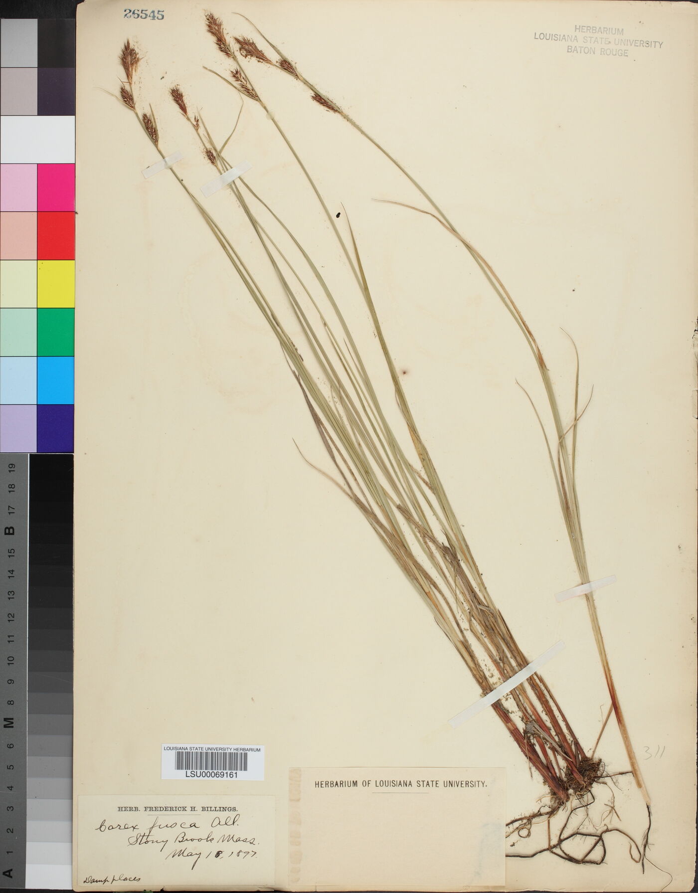 Carex nigra image