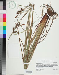 Carex glaucescens image