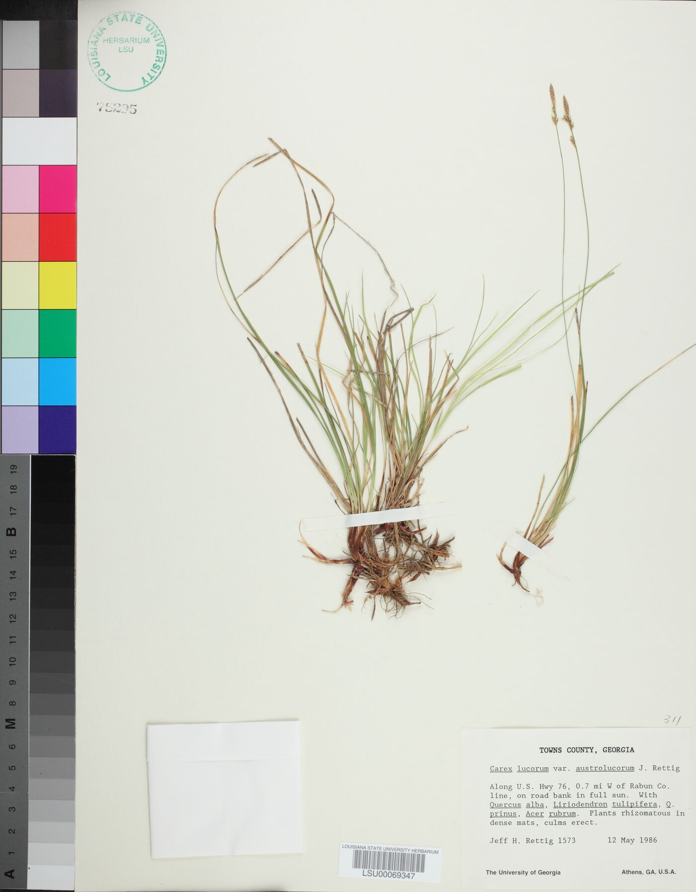 Carex lucorum var. austrolucorum image