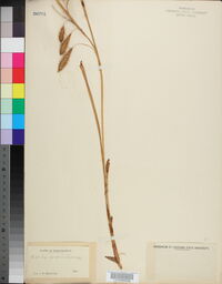 Carex paleacea image