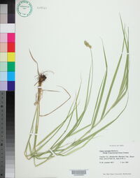 Carex normalis image