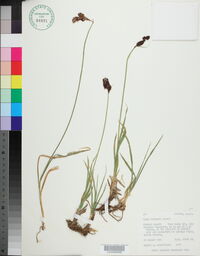 Carex paysonis image