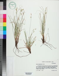 Carex planostachys image