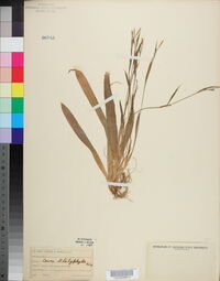 Carex platyphylla image