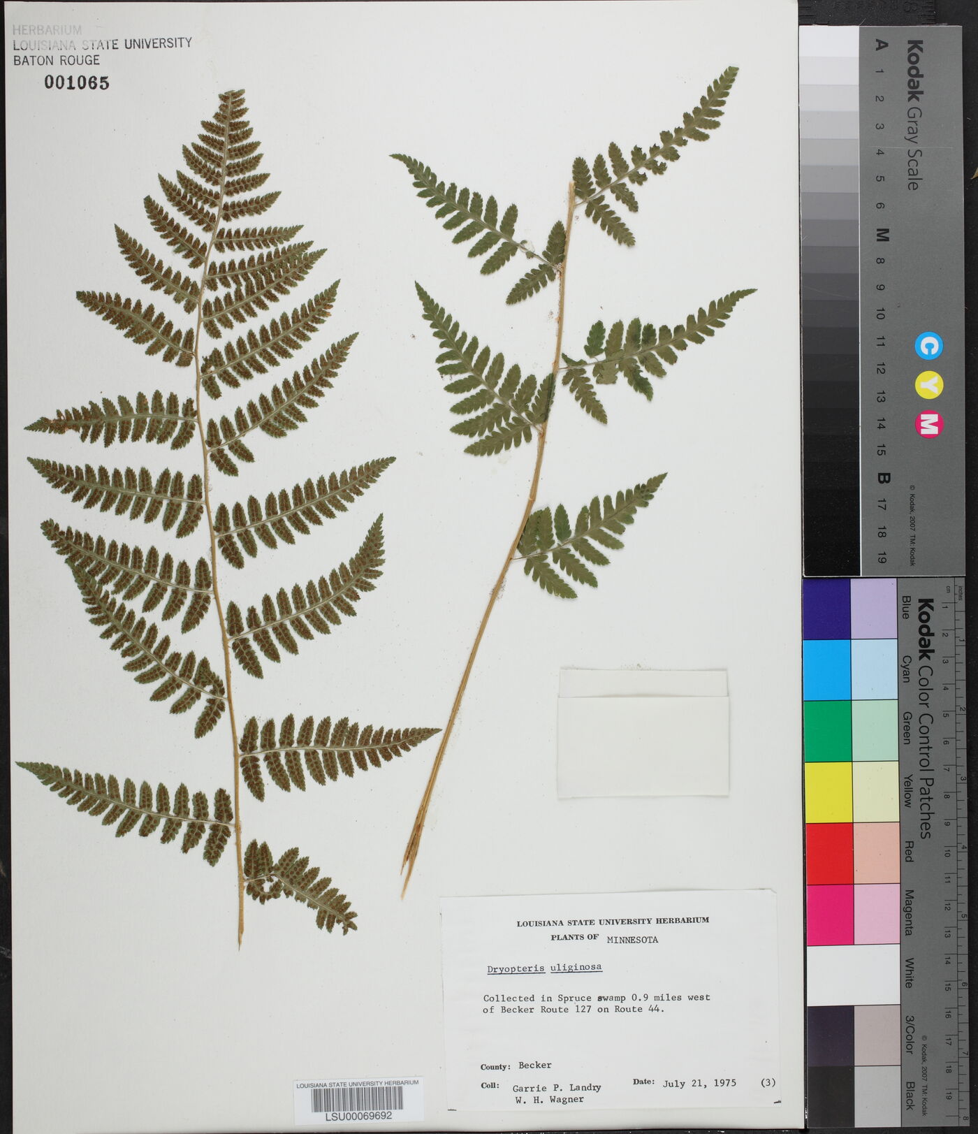 Dryopteris x uliginosa image