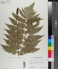 Dryopteris goldieana image