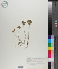 Marsilea quadrifolia image