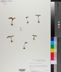 Ophioglossum crotalophoroides image