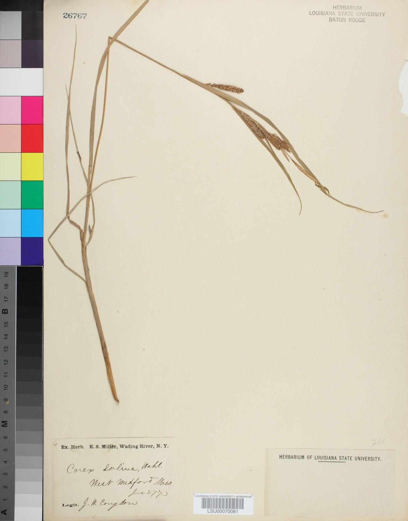 Carex salina image