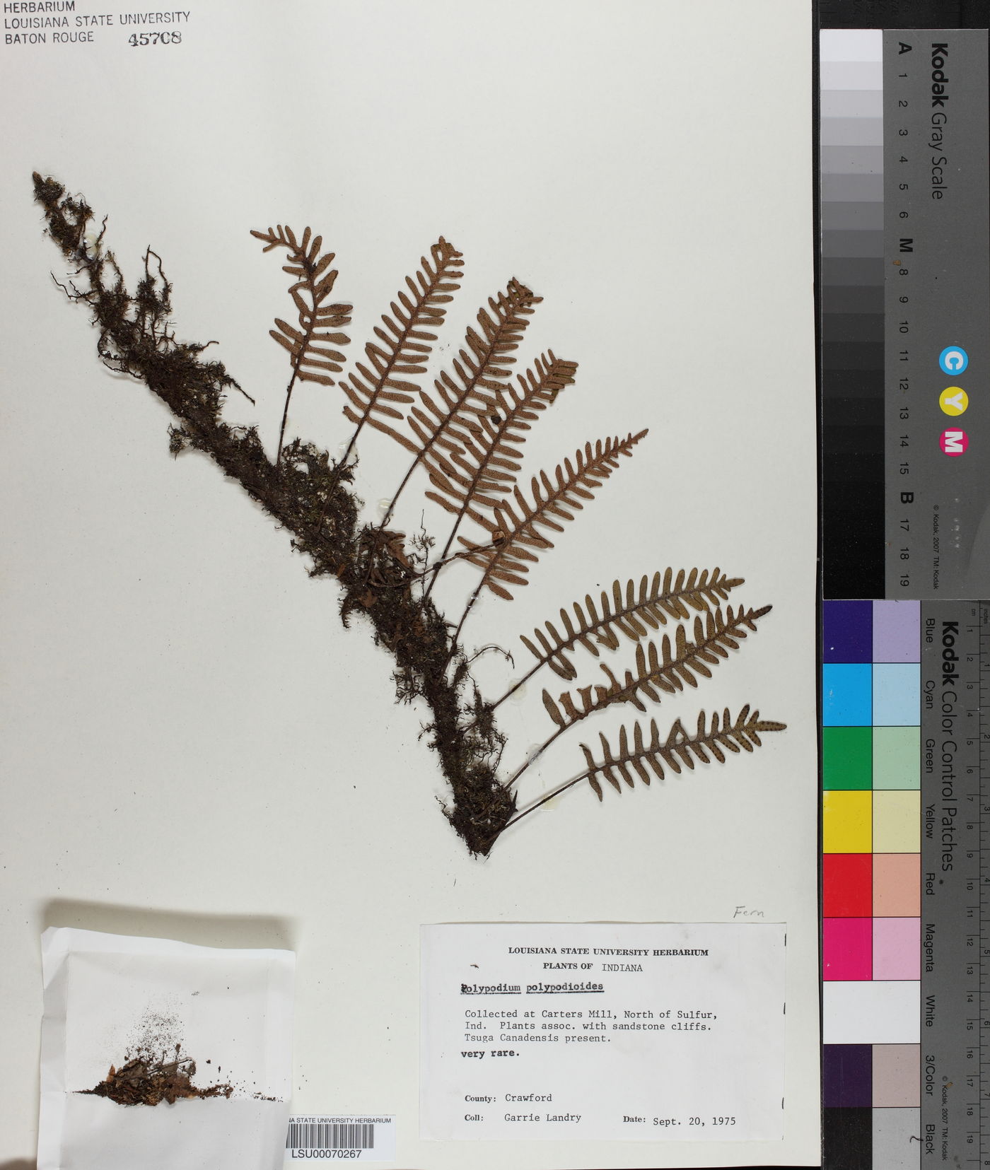 Pleopeltis polypodioides subsp. polypodioides image