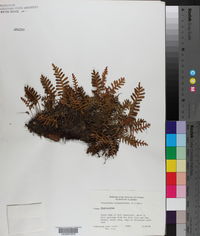 Pleopeltis polypodioides subsp. polypodioides image