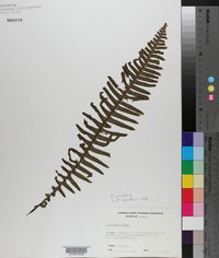 Image of Polypodium ptilodon