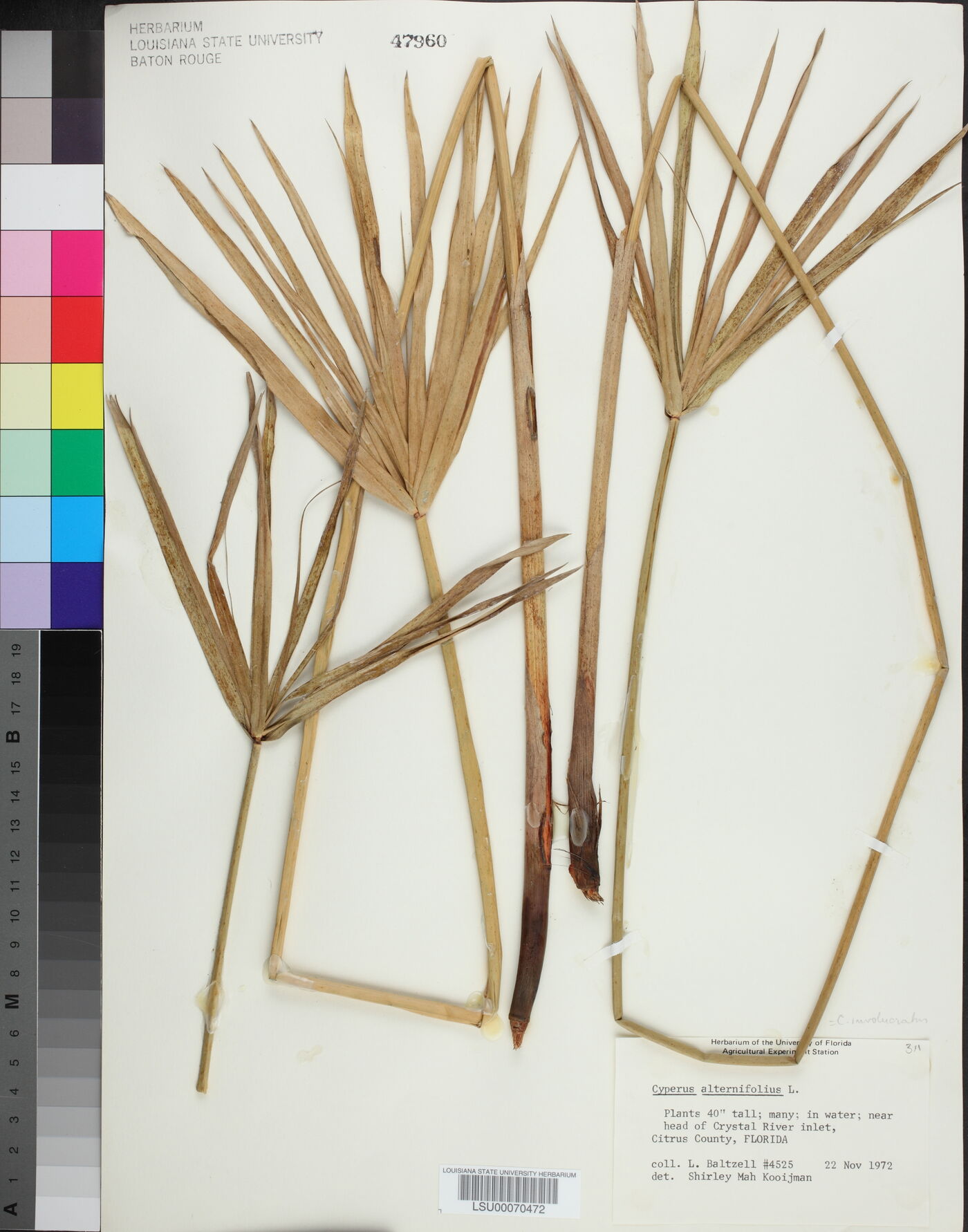 Cyperus involucratus image