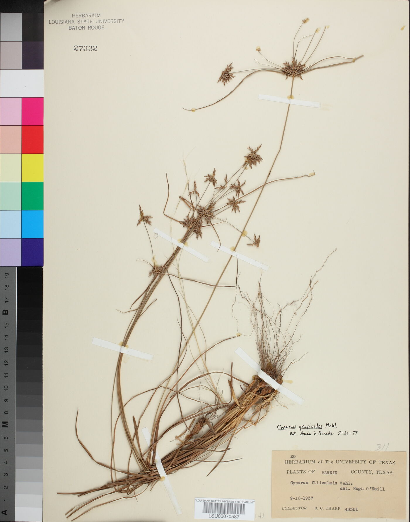 Cyperus grayioides image