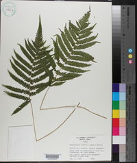 Thelypteris kunthii image