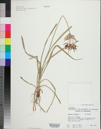 Cyperus rotundus image