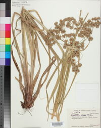 Cyperus virens image