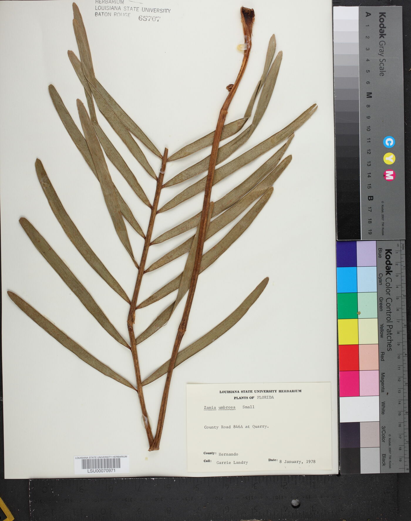 Zamia pumila image