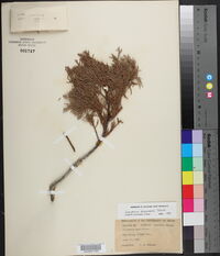 Juniperus deppeana image