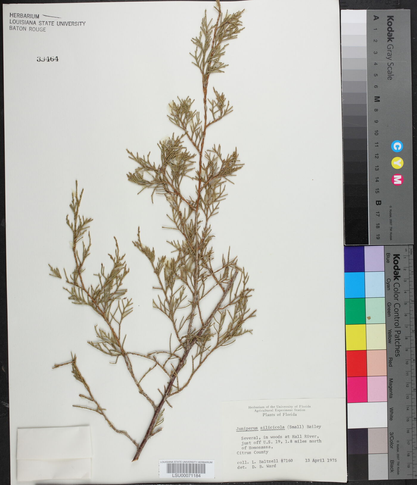 Juniperus virginiana var. silicicola image