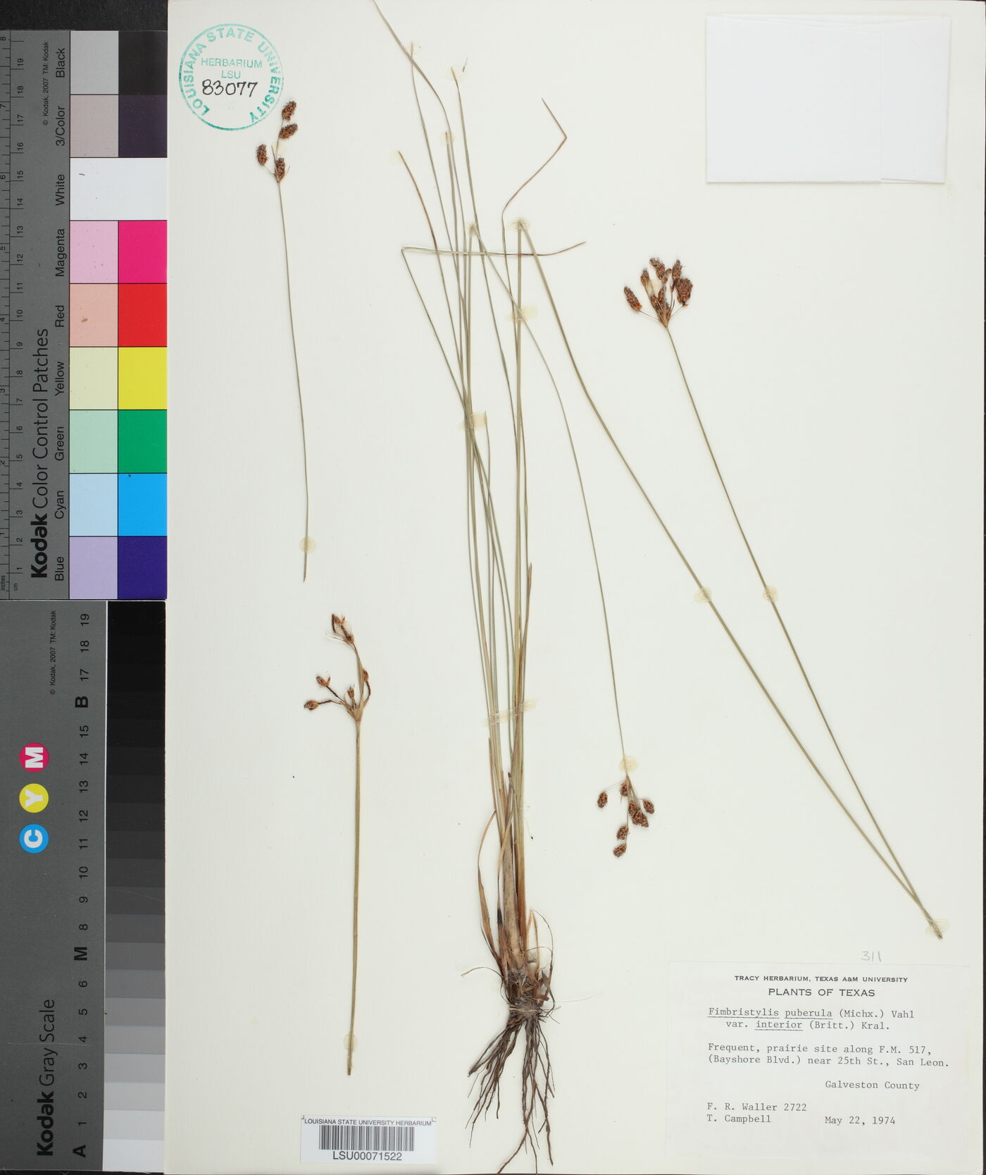 Fimbristylis puberula var. interior image