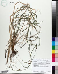 Rhynchospora glomerata image