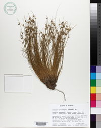 Image of Isolepis carinata