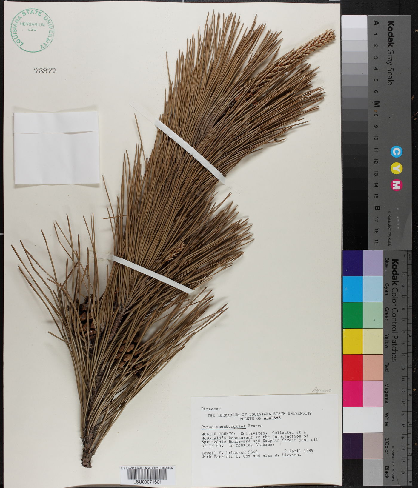 Pinus thunbergii image