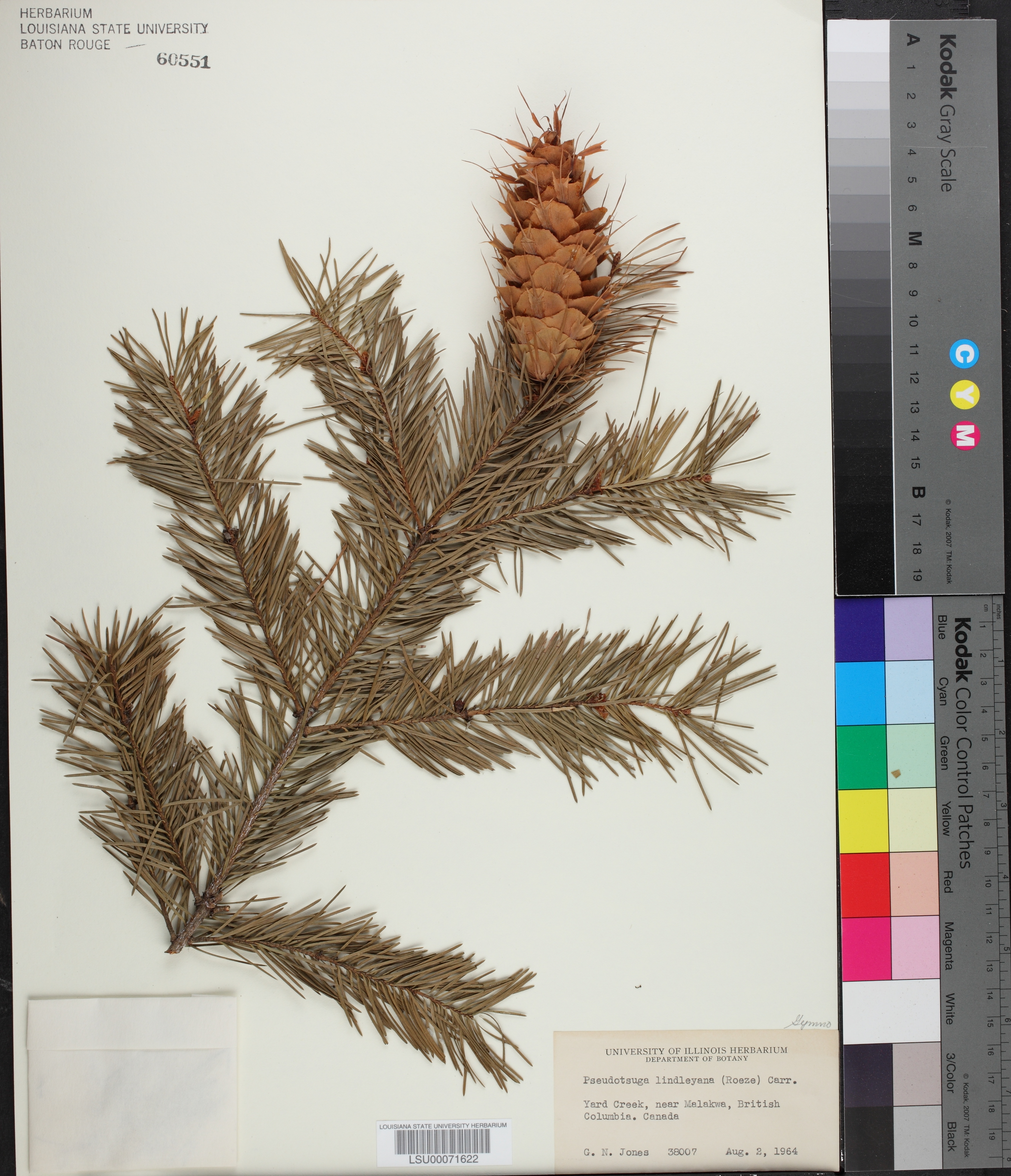 Pseudotsuga lindleyana