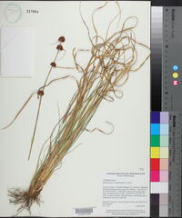 Rhynchospora cephalantha image