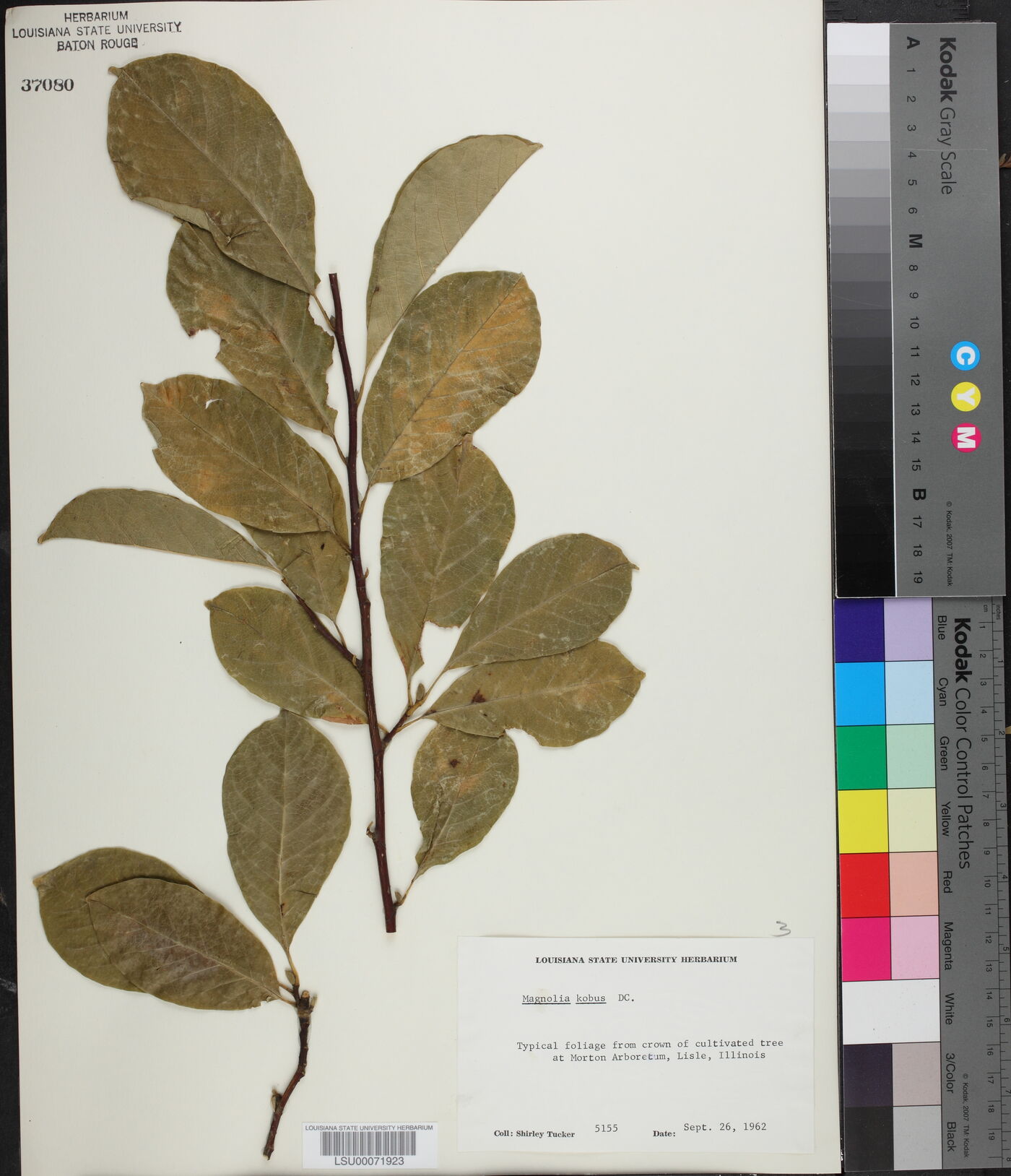 Magnolia kobus image