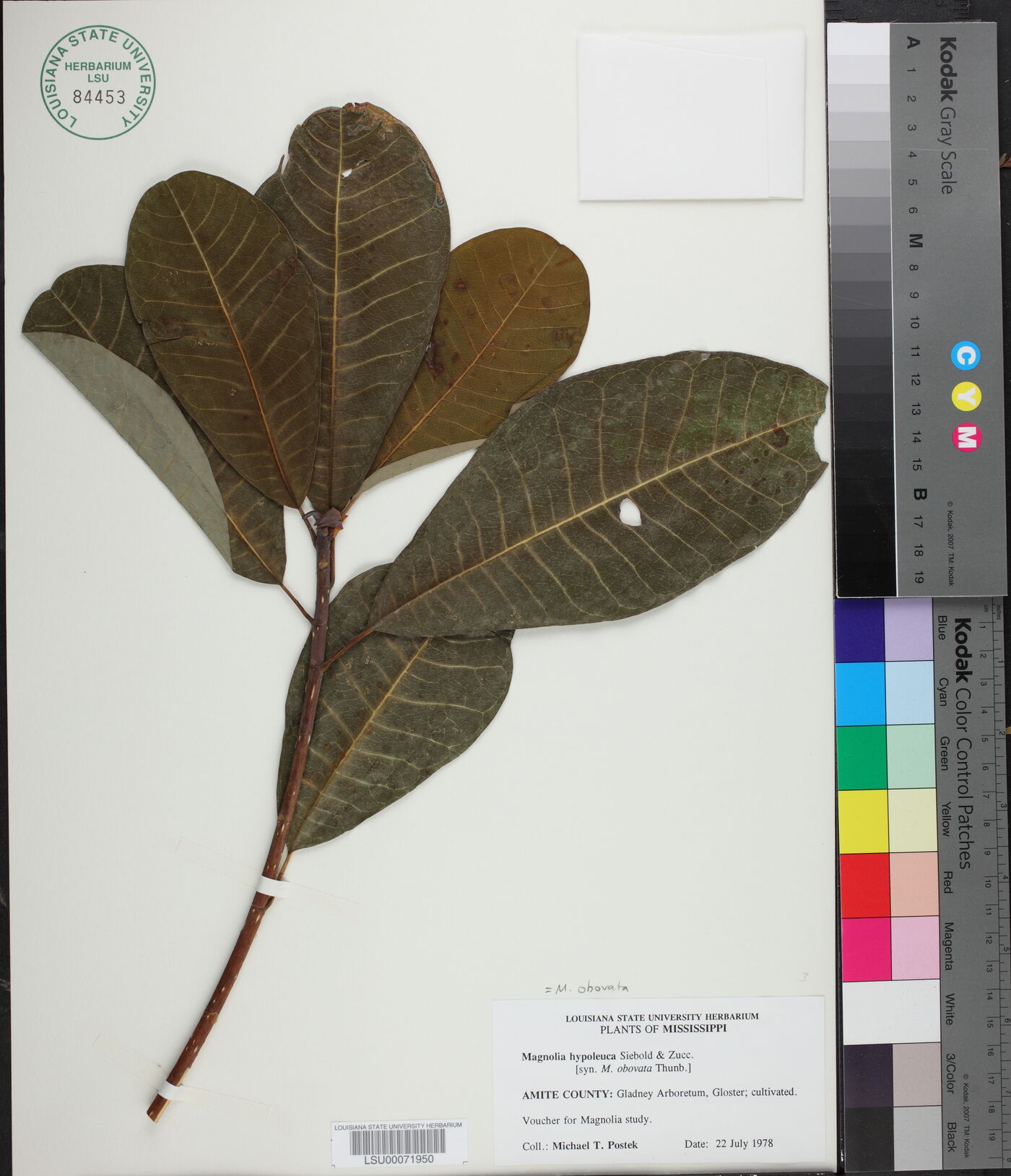 Magnolia obovata image