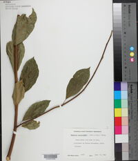 Magnolia salicifolia image