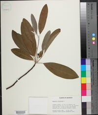 Magnolia virginiana image