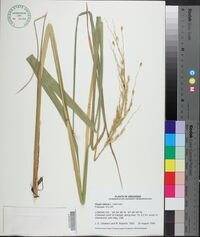 Oryza sativa image