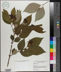 Calycanthus floridus image