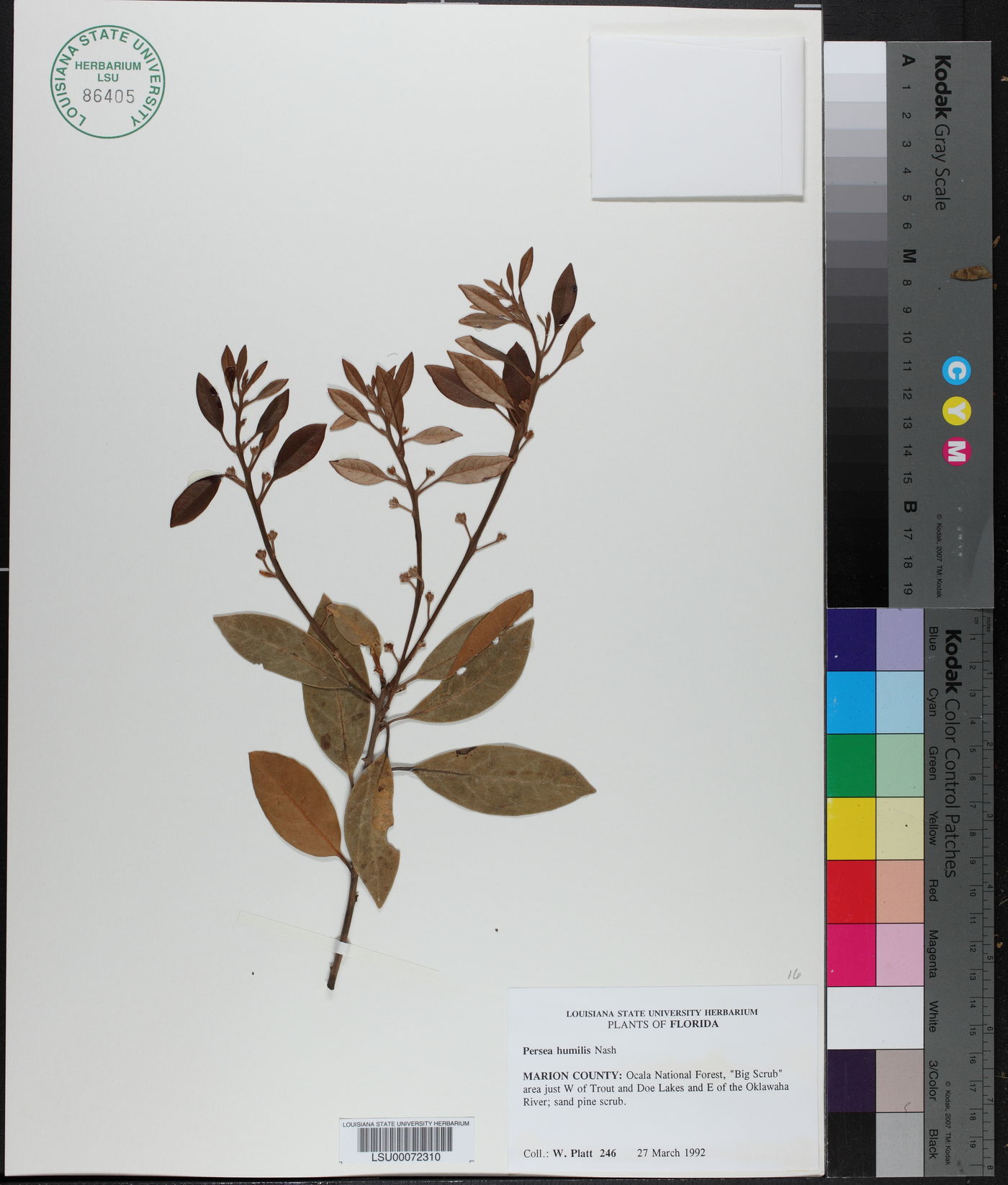 Persea humilis image