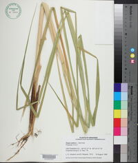 Oryza sativa image