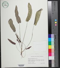 Image of Barclaya longifolia