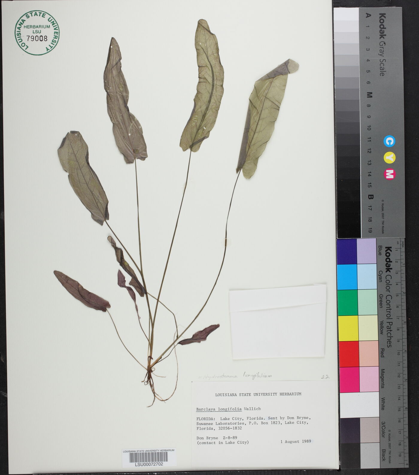 Barclaya longifolia image