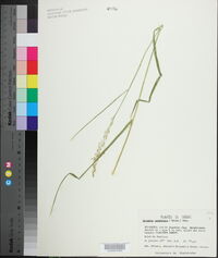 Glyceria canadensis image