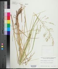 Glyceria canadensis image