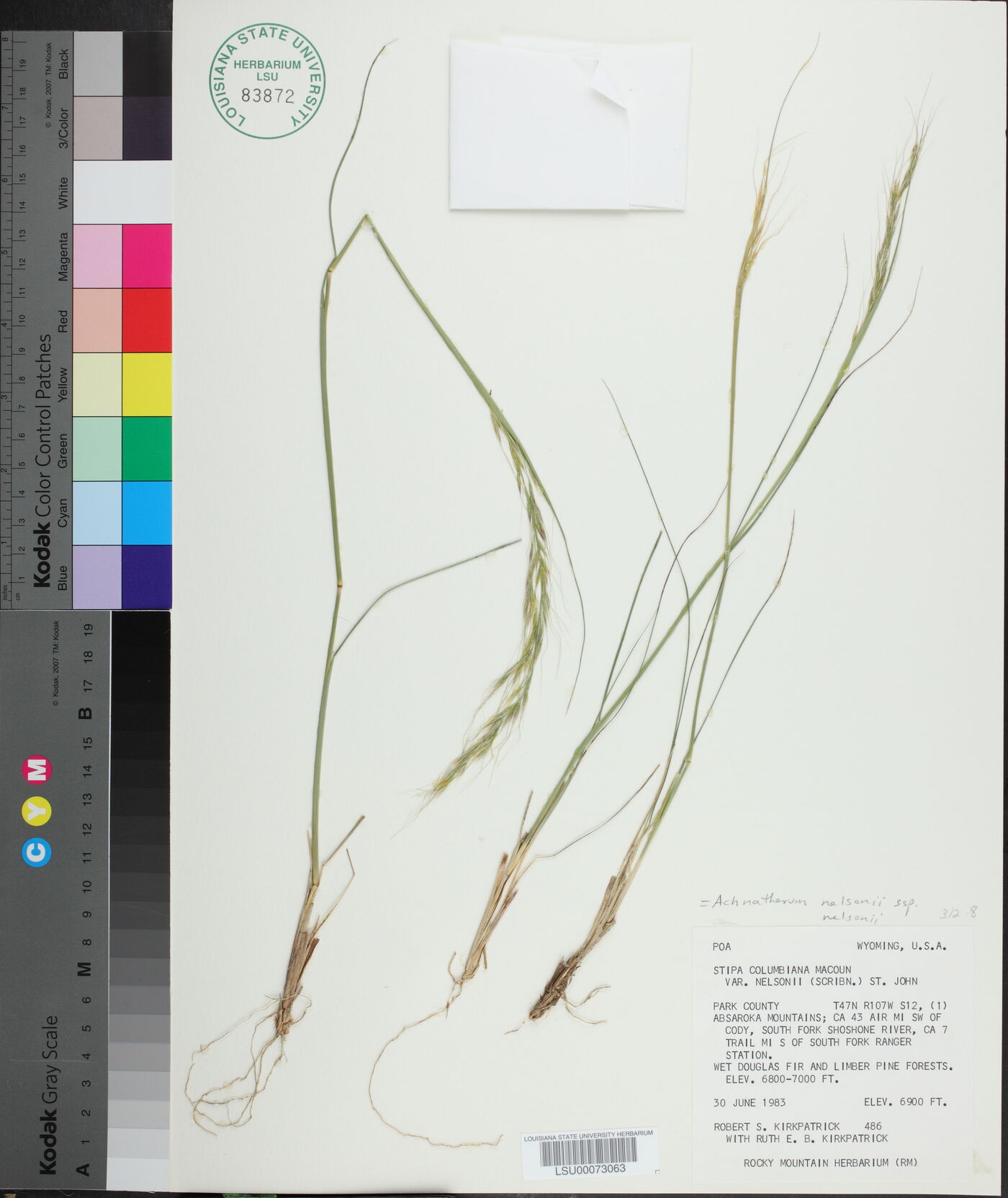 Achnatherum nelsonii subsp. nelsonii image