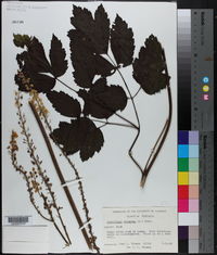 Actaea racemosa image