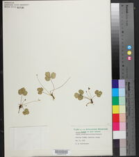 Coptis trifolia image