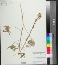 Delphinium wootonii image