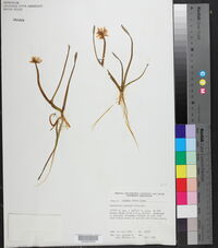 Ranunculus pallasii image