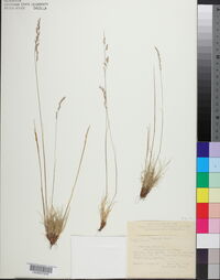 Festuca ovina image