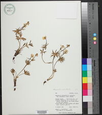 Ranunculus suksdorfii image