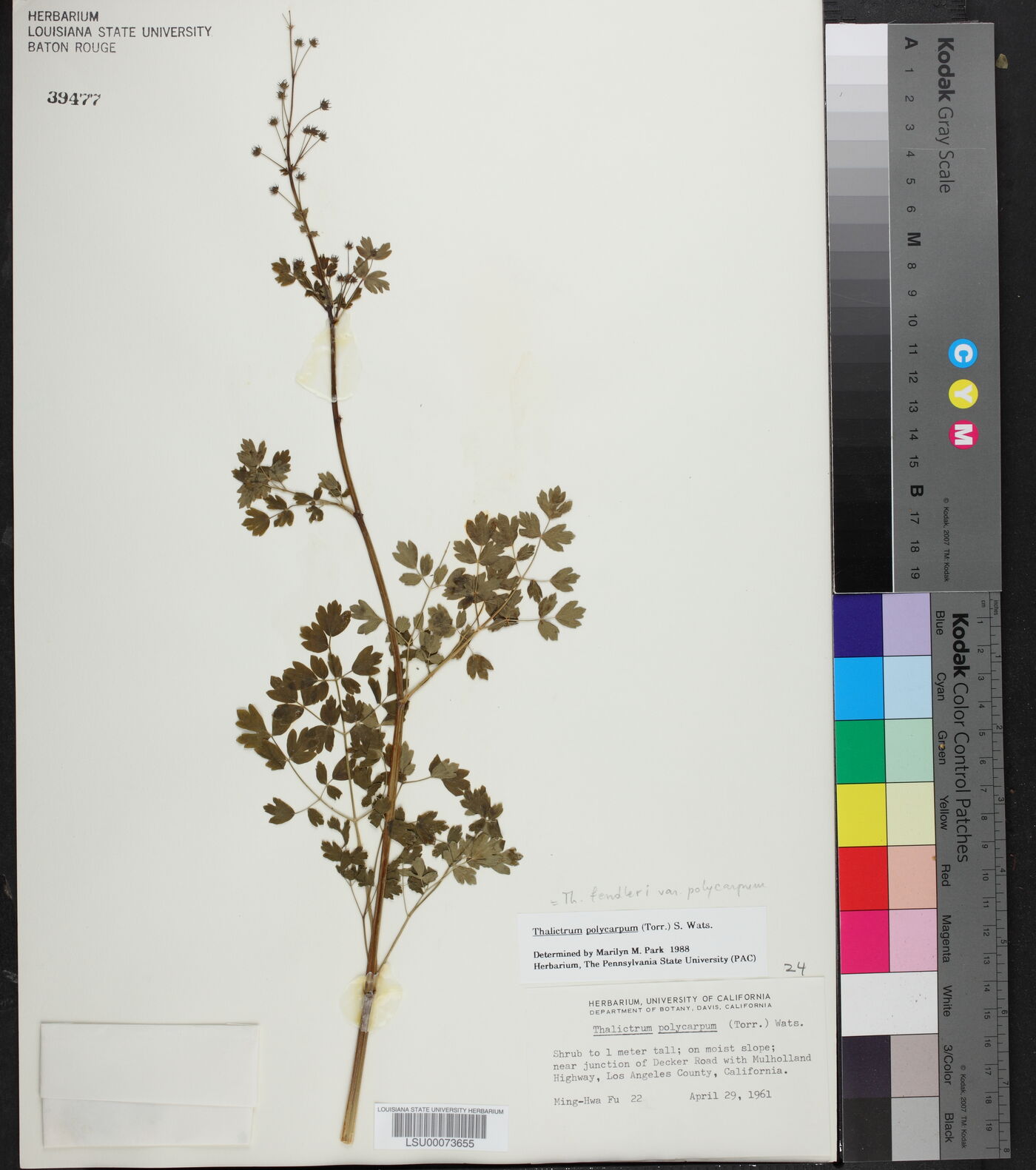 Thalictrum polycarpum image